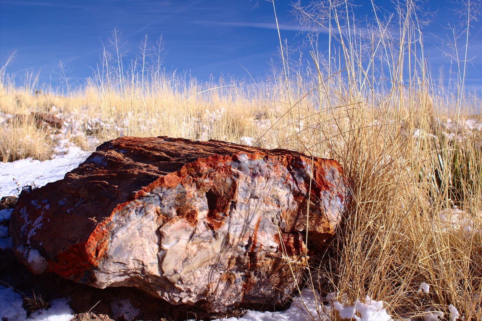 Curse of the Petrified Forest